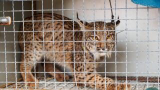 Ejemplar de lince ib&eacute;rico