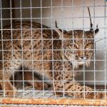 Ejemplar de lince ib&eacute;rico