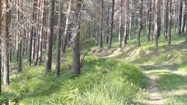 Imagen de archivo de un pinar Imagen de archivo de un pinar