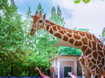 Imagen de archivo de una jirafa adulta