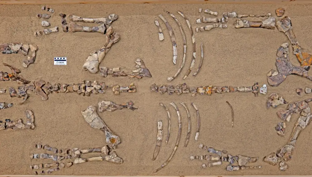 Restos fósiles de la nueva especie.