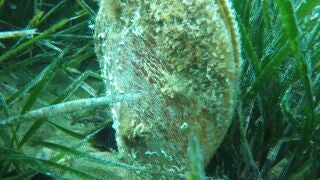 MURCIA.-CSIC adjudica por 83.000 euros un contador de part&iacute;culas para estudios de bivalvos y conservaci&oacute;n de la nacra en el COMU