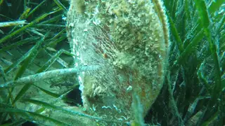 MURCIA.-CSIC adjudica por 83.000 euros un contador de partículas para estudios de bivalvos y conservación de la nacra en el COMU MURCIA.-CSIC adjudica por 83.000 euros un contador de partículas para estudios de bivalvos y conservación de la nacra en el COMU