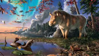 Representación artística del rinoceronte del Ártico. Evolución