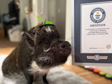 Merlin, el cerdo que "habla"