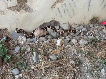 Culebra en La Laguna