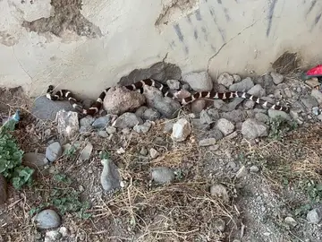 La plaga que arrasó Gran Canaria amenaza con saltar a Tenerife: la Guardia Civil investiga el tráfico ilegal de la serpiente más destructiva de Canarias Culebra en La Laguna