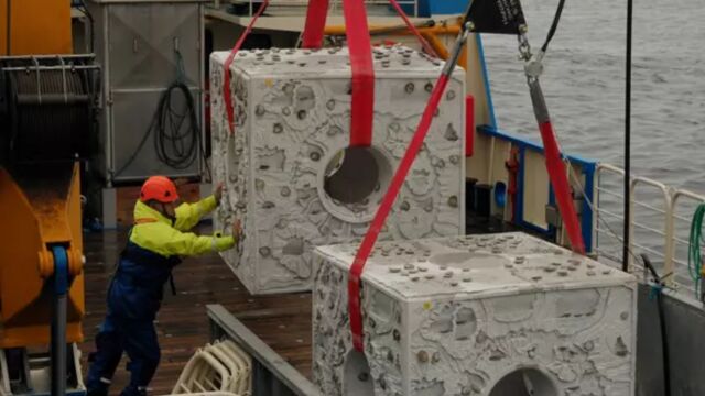 Los arrecifes de ostras aut&oacute;ctonas desaparecieron de la regi&oacute;n hace m&aacute;s de un siglo