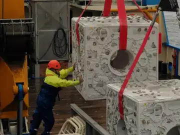 Los arrecifes de ostras autóctonas desaparecieron de la región hace más de un siglo Los arrecifes de ostras autóctonas desaparecieron de la región hace más de un siglo