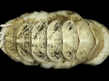 Descubren a 5.500 metros de profundidad un molusco que sorprende a la ciencia por su “lengua de hierro” y vida asociada al abismo marino Descubren a 5.500 metros de profundidad un molusco que sorprende a la ciencia por su “lengua de hierro” y vida asociada al abismo marino