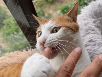 &iquest;Por qu&eacute; mi gato me muerde? entiende algunos comportamientos de tu mascota