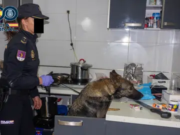 Peleas de gallos y drogas 24h en un narcopiso de El Palmar Peleas de gallos y drogas 24h en un narcopiso de El Palmar