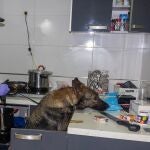 Peleas de gallos y drogas 24h en un narcopiso de El Palmar