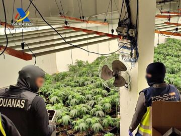 Plantaci&oacute;n en Dos Hermanas (Sevilla)