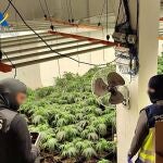 Plantaci&oacute;n en Dos Hermanas (Sevilla)