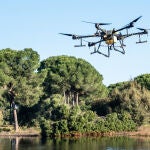  Adelantan el plan contra el virus del Nilo en Sevilla para evitar grandes contagios