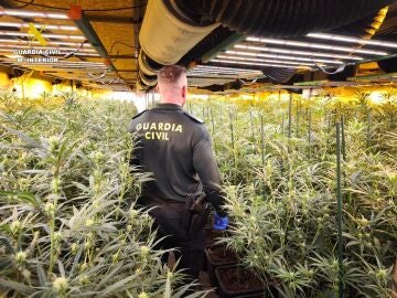 Castell&oacute;n.- Sucesos.- Desmanteladas dos plantaciones de marihuana con 2.600 plantas ubicadas en naves industriales