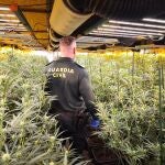  Desmantelan dos naves con más de 2.600 plantas de marihuana en Vinaroz y San Rafael del Río