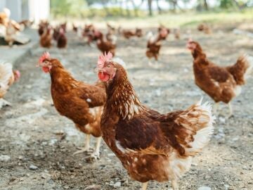 Econom&iacute;a.- El Ministerio de Agricultura levanta el confinamiento de aves de corral por la mejora de la gripe aviar
