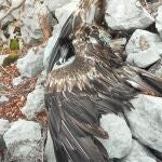 Junta y FCQ piden medidas para evitar muertes por electrocuci&oacute;n del quebrantahuesos en Picos de Europa
