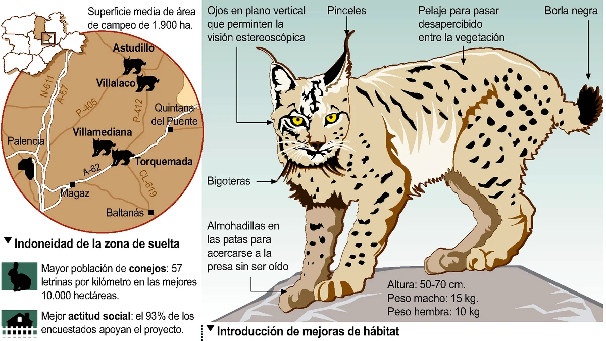 La supervivencia del lince ibérico en el Cerrato palentino alcanza el 55%, dentro del promedio de los programas de reintroducción