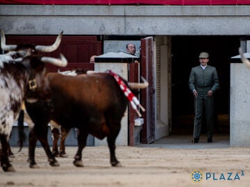 Los bueyes de Florito vuelven a la Venta de Antequera mientras su hijo &Aacute;lvaro ya manda en Las Ventas