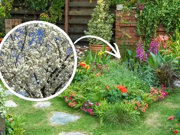 El árbol perfecto para plantar en el jardín: resiste a la sequía, no levanta el suelo y se puede plantar aho El árbol perfecto para plantar en el jardín: resiste a la sequía, no levanta el suelo y se puede plantar aho