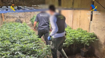 Agentes de la Guardia Civil en el desmantelamiento de una finca de cultivo de marihuana