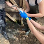 Madrid reintroduce m&aacute;s de 100 cercetas pardilla, una de las especies m&aacute;s amenazadas