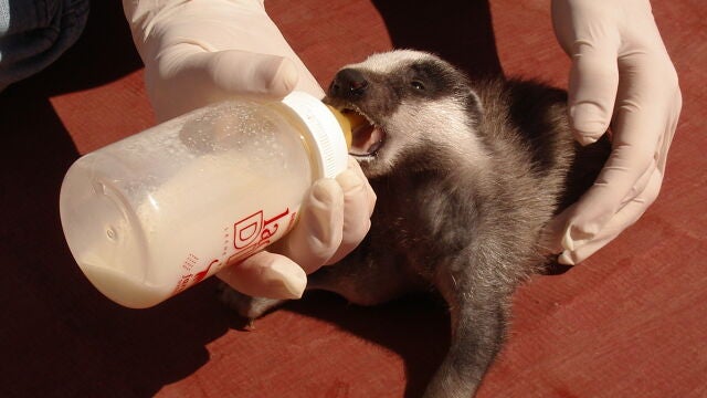 El Centro de Fauna Salvaje de El Saler atendi&oacute; un 20 % m&aacute;s de animales heridos en 2025