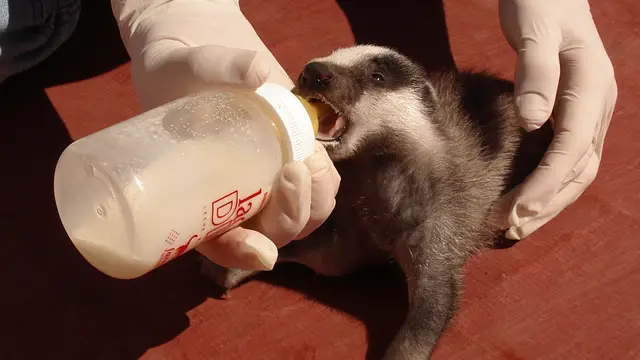 El Centro de Fauna Salvaje de El Saler atendió un 20 % más de animales heridos en 2025 El Centro de Fauna Salvaje de El Saler atendió un 20 % más de animales heridos en 2025