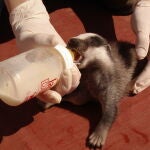 El Centro de Fauna Salvaje de El Saler atendi&oacute; un 20 % m&aacute;s de animales heridos en 2025