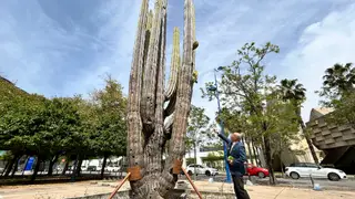 Juan Cobano, representante de la Asociación de Defensa del Patrimonio de Andalucía (Adepa), observa el cactus cardón Juan Cobano, representante de la Asociación de Defensa del Patrimonio de Andalucía (Adepa), observa el cactus cardón