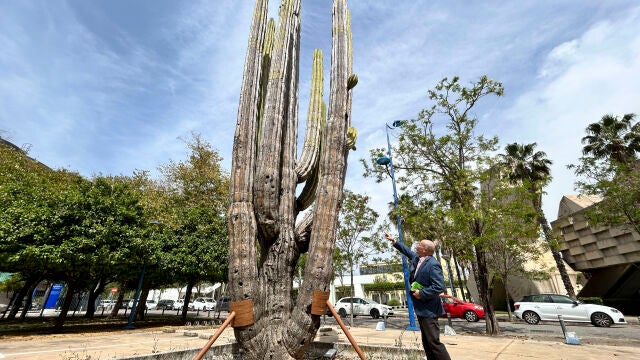 Juan Cobano, representante de la Asociaci&oacute;n de Defensa del Patrimonio de Andaluc&iacute;a (Adepa), observa el cactus card&oacute;n