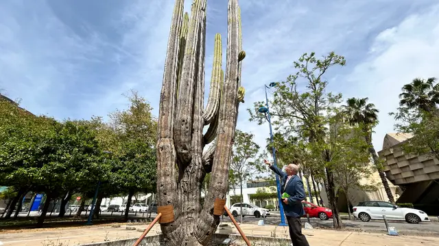 Juan Cobano, representante de la Asociación de Defensa del Patrimonio de Andalucía (Adepa), observa el cactus cardón Juan Cobano, representante de la Asociación de Defensa del Patrimonio de Andalucía (Adepa), observa el cactus cardón
