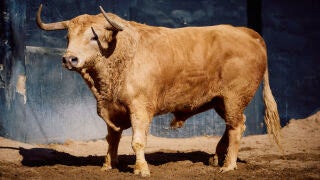 "Jarrero", n&ordm; 30