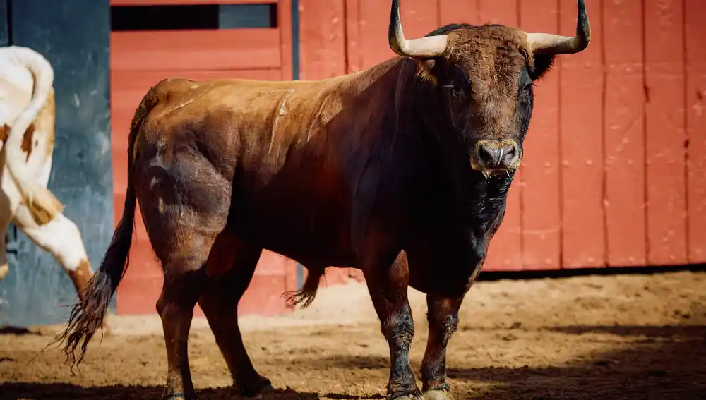 "Escogeperro", nº 76