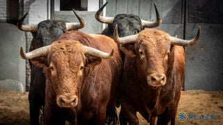 Estos son los rematados y serios novillos de S&aacute;nchez Herrero para la primera novillada de la temporada en Madrid