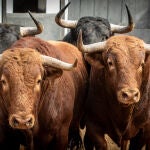 Estos son los rematados y serios novillos de S&aacute;nchez Herrero para la primera novillada de la temporada en Madrid