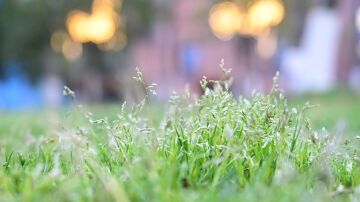 Imagen de archivo de malas hierbas