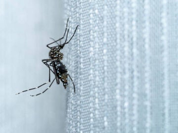 El sorprendente truco casero para mantener tu casa libre de insectos esta primavera