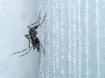 El sorprendente truco casero para mantener tu casa libre de insectos esta primavera El sorprendente truco casero para mantener tu casa libre de insectos esta primavera