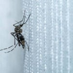 El sorprendente truco casero para mantener tu casa libre de insectos esta primavera