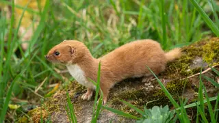 Un estudio liderado por la UCM adelanta tres millones de años el origen de la familia las comadrejas Comadreja REMITIDA / HANDOUT por UCM Fotografía remitida a medios de comunicación exclusivamente para ilustrar la noticia a la que hace referencia la imagen, y citando la procedencia de la imagen en la firma 14/04/2026