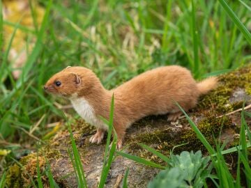 Comadreja REMITIDA / HANDOUT por UCM Fotograf&iacute;a remitida a medios de comunicaci&oacute;n exclusivamente para ilustrar la noticia a la que hace referencia la imagen, y citando la procedencia de la imagen en la firma 14/04/2026