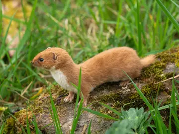 Un estudio liderado por la UCM adelanta tres millones de años el origen de la familia las comadrejas Comadreja REMITIDA / HANDOUT por UCM Fotografía remitida a medios de comunicación exclusivamente para ilustrar la noticia a la que hace referencia la imagen, y citando la procedencia de la imagen en la firma 14/04/2026