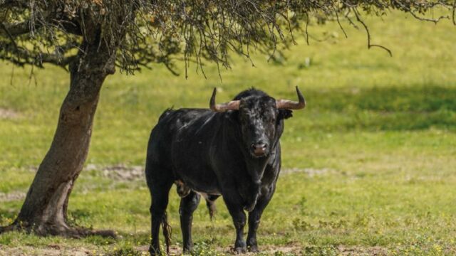 La Asociaci&oacute;n de Ganader&iacute;as de Lidia cumple 75 a&ntilde;os como guardiana silenciosa del campo bravo