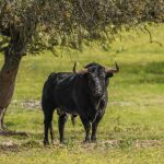 La Asociaci&oacute;n de Ganader&iacute;as de Lidia cumple 75 a&ntilde;os como guardiana silenciosa del campo bravo