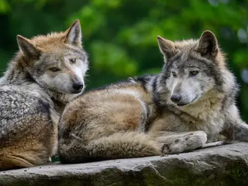 UE.- Más de 40 ONG denuncian la rebaja "anticientífica" de la protección al lobo en UE y reclaman "moratoria a las matanzas" April 15, 2026, Seattle, Washington, USA: Mexican Gray Wolves (Canis lupus baileyi) rest on a rock at Woodland Park Zoo. The species, also known as ''lobos,'' remains one of the most endangered mammals in North America, with a wild population of fewer than 300 individuals in the United States. Conservation efforts reached a major milestone this month with the historic release of eight wolves into their ancestral habitat in Durango, Mexico, the first time the species has roamed the region sinc...