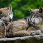 UE.- M&aacute;s de 40 ONG denuncian la rebaja "anticient&iacute;fica" de la protecci&oacute;n al lobo en UE y reclaman "moratoria a las matanzas"